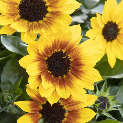 Helianthus 'Sunbelievable'™ PP - SunBelievable Brown Eyed Girl Helianthus™ PP -