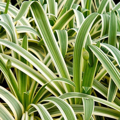 Agapanthus 'Sun Stripe'® - Sun Stripe Agapanthus - 2 Gallon