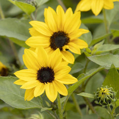 Helianthus 'Sunbelievable'™ PP - SunBelievable Brown Eyed Girl Helianthus™ PP -