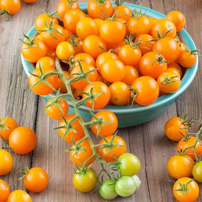 Sungold - 4" Pot