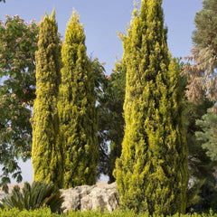 Cupressus 'Swane's Golden' - Swane's Golden Italian Cypress - 7 Gallon
