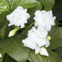 Tabernaemontana 'Flore Pleno' - Cape Jasmine - 5 Gallon