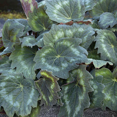 Begonia 'Astroid'™ - Tectonic Asteroid Begonia - 1 Gallon