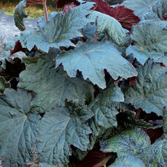 Begonia 'Tectonic Magma'™ - Tectonic Magma Begonia - 1 Gallon