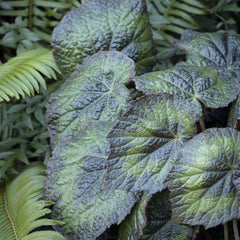 Begonia 'Pangea'™ - Tectonic Pangea Begonia - 1 Gallon