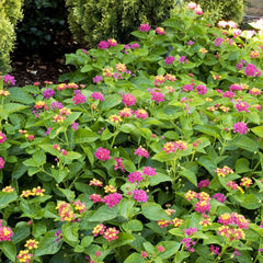 Lantana 'Teenie Geenie'® PP - Teenie Genie Compact Lantana - 1 Gallon