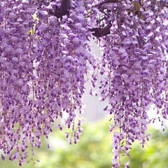 Wisteria 'Texas Purple' - Texas Purple Japanese Wisteria - 5 Gallon