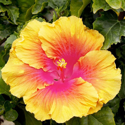 Hibiscus rosa-s. 'The Path' - The Path Hibiscus - 5 Gallon
