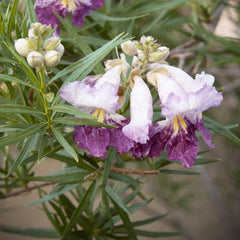 Chilopsis 'Timeless Beauty'® - Desert Willow - 15 Gallon