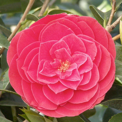 Camellia 'Tom Knudsen' - Tom Knudsen Camellia - 5 Gallon