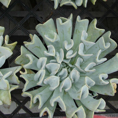 Echeveria 'Topsy Turvy' - Topsy Turvy Echeveria - 1 Gallon