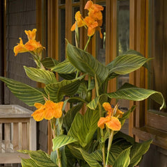 Canna 'Tropicanna Gold'® - Tropicanna Gold Canna Lily - 2 Gallon
