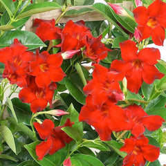 Mandevilla 'Velvet Red'™ - Velvet Red Mandevilla™ - 2 Gallon