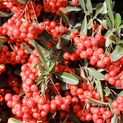 Pyracantha koidzumii 'Victory' - Victory Pyracantha - 5 Gallon