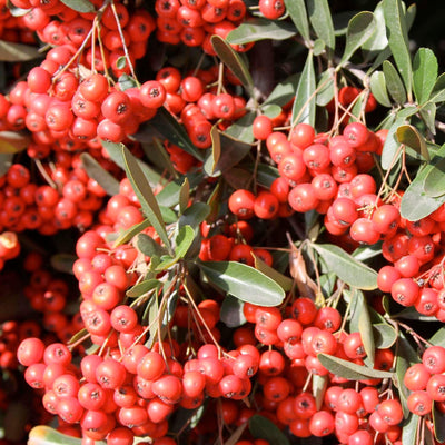 Pyracantha koidzumii 'Victory' - Victory Pyracantha - 1 Gallon