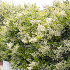 Ligustrum texanum - Waxleaf Privet - 5 Gallon