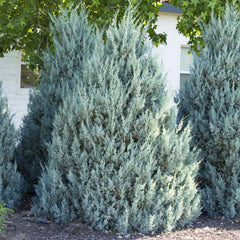 Juniperus scop. 'Wichita Blue' - Wichita Blue Juniper - 5 Gallon