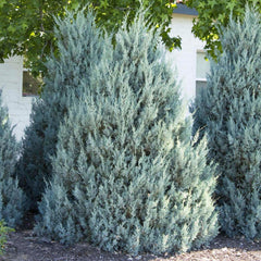 Juniperus scop. 'Wichita Blue' - Wichita Blue Juniper - 30 Gallon