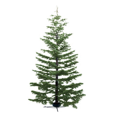 Premium Wild Noble Fir 9-10 Ft