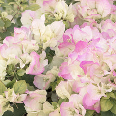 Bougainvillea 'Yani'S Delight' - Yani's Delight Bougainvillea - 2 Gallon