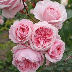 Kiss Me Kate - 5 Gallon - Staked