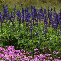 SALVIA 'MYSTIC SPIRES' - SAGE - 1 GALLON